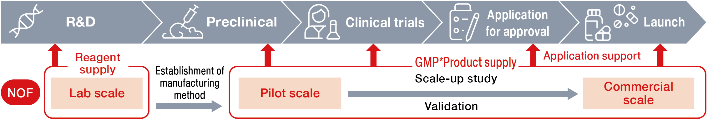 This diagram illustrates the drug discovery workflow of pharmaceutical manufacturer clients alongside the support system provided by NOF Corporation, a manufacturer of DDS (Drug Delivery System) materials. It outlines the initiatives NOF undertakes across five development stages: R&D, preclinical studies, clinical trials, regulatory approval applications, and market launch. At the R&D stage, NOF supplies reagents at the laboratory scale; following the establishment of manufacturing processes, the company conducts scale-up studies and validation at the pilot scale while supplying GMP-grade products for preclinical and clinical trials. Furthermore, the diagram uses arrows to depict the entire process flow, including regulatory application support during the approval stage and the supply of GMP-grade products at the commercial scale upon market launch.