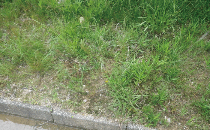 オオキンケイギクを駆除して緑の草むらになりました。