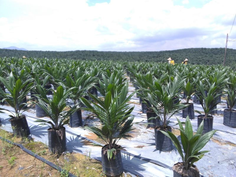 In the vast plantation as far as the eye can see, countless oil palm seedlings are being raised.