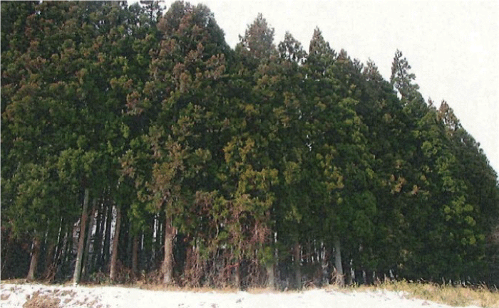 整備前の林で、木が密集して生えていて、林の中は鬱蒼として暗く見えます。