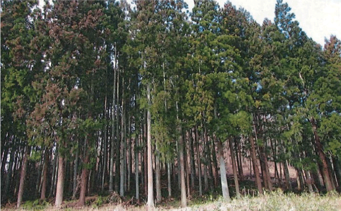 整備後の林で、地面間際の低木やツタ類が払われて、日光が通って明るくなっています。