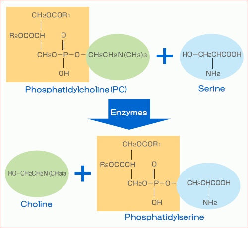 Phosphatidylserine (PS) structure and manufacturing method