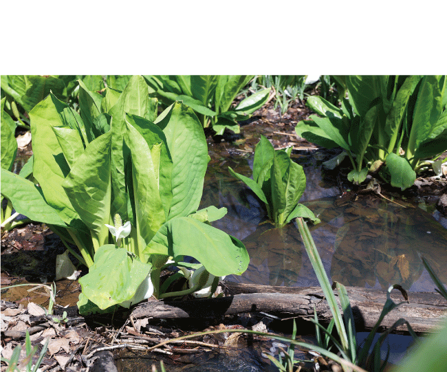 沼地に水芭蕉の株が密生していて、白い花のつぼみが付いています。