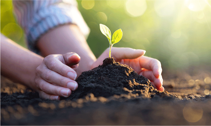 数枚の葉が出た苗を地面に植えて、土を寄せています。